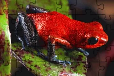 rana venenosa jigsaw puzzle