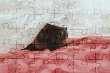 פאזל של Gatinha da Alika