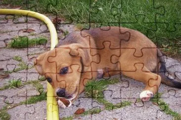 bÃ©bÃ© chien