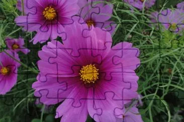 fleurs