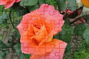rose