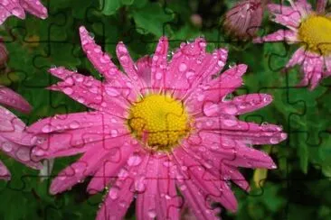 marguerite