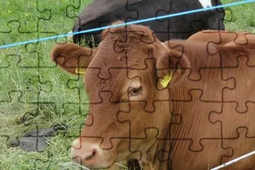 une vache jigsaw puzzle