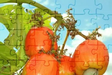 Cajuil jigsaw puzzle
