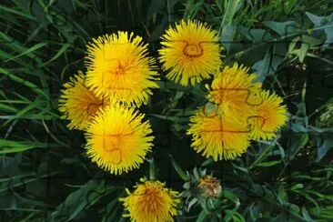 fleurs