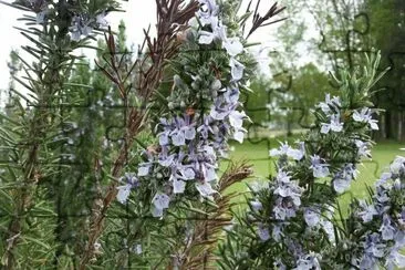 rosmarino in fiore