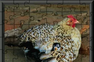 mamÃ¡ gallina