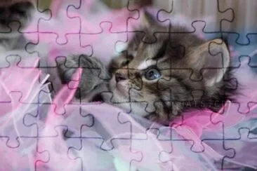 chaton jigsaw puzzle