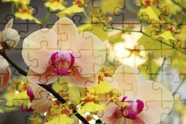orchidÃ©s jigsaw puzzle