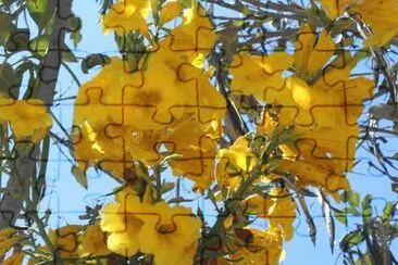 AMARILLO