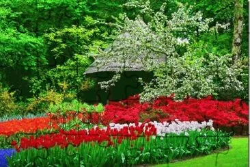 flores