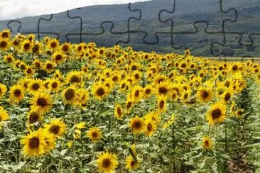 tournesols jigsaw puzzle