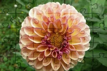 dahlia