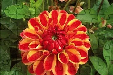 dahlia