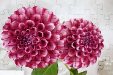 dahlia