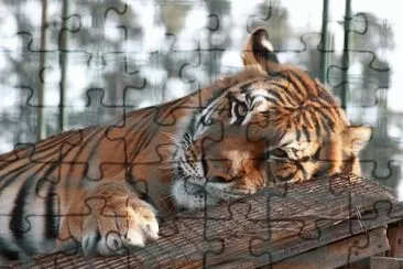 soy bueno jigsaw puzzle