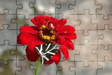 zinnia