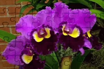 orquÃ­dea