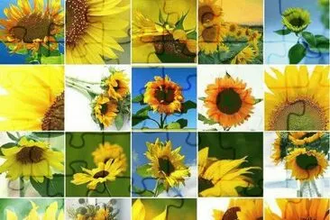 girassol jigsaw puzzle