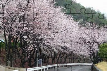 spring-82