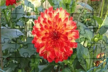 dahlia