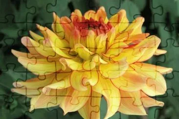 dahlia