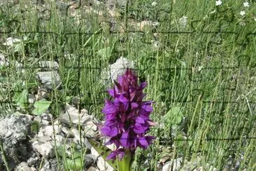 Orchis (Alpes-France)