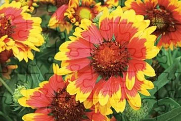 gaillarde jigsaw puzzle