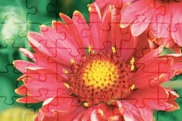 gaillarde jigsaw puzzle