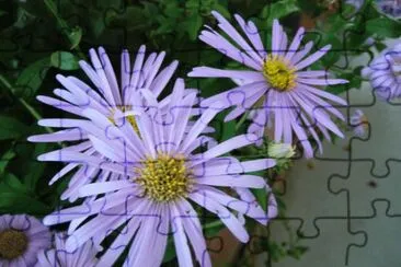 aster jigsaw puzzle