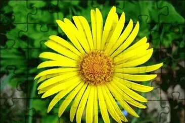 aster jigsaw puzzle