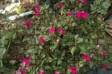 ALEGRIAS