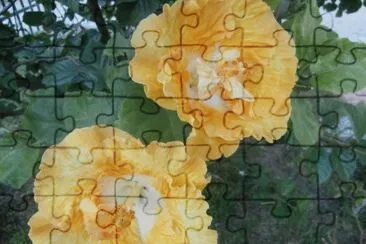 HIBISCO jigsaw puzzle