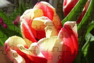 Tulipan jigsaw puzzle