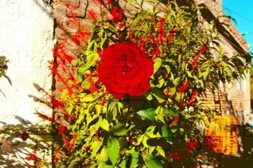 JARDIN jigsaw puzzle