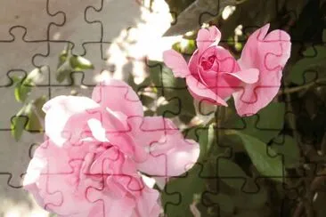 ROSAS jigsaw puzzle