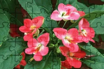impatiens jigsaw puzzle