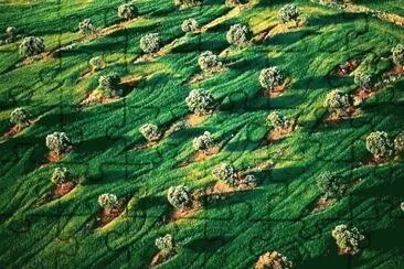 summer-83 jigsaw puzzle