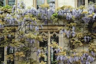 primavera