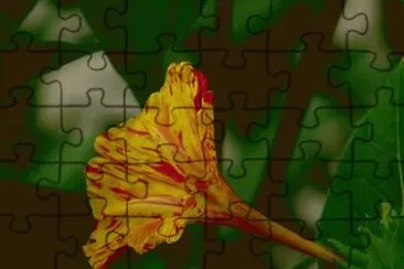 belle de nuit jigsaw puzzle
