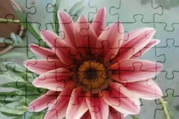 GAZANIA jigsaw puzzle