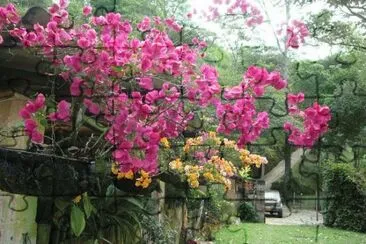 flores