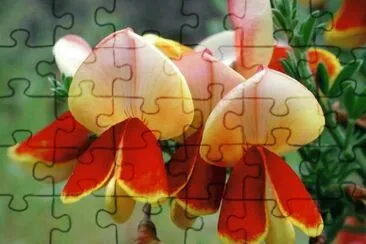 פאזל של flor