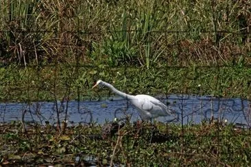En los Esteros del IberÃ¡. Corrientes. Argentina