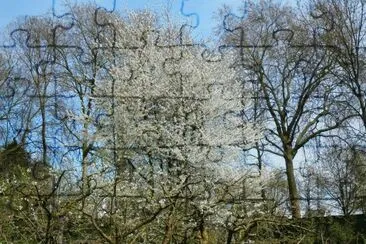 Arbres en fleurs (Nl)