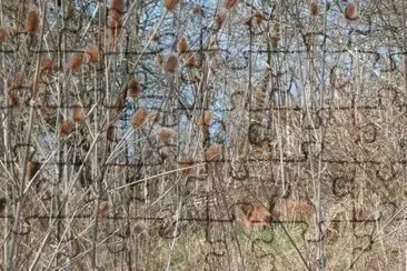 Sleeping fox (East Belgium)