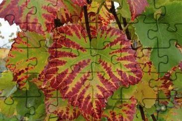 feuille de vigne