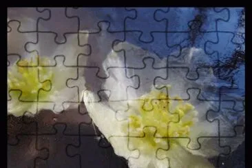 ellebori nel ghiaccio jigsaw puzzle