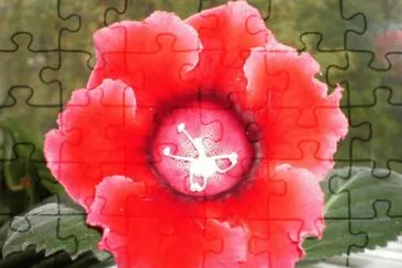 gloxinia
