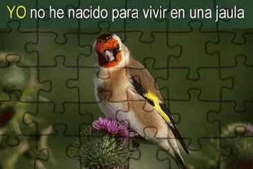 libertad